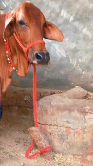 A Desi cow at the Kamdhenu Gauveda gaushala