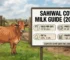 Sahiwal Cow Milk Per Day