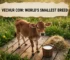 Vechur cow - smallest cow breed in the world